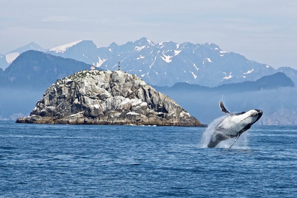 Humpback Whale breeching in Alaskan Waters